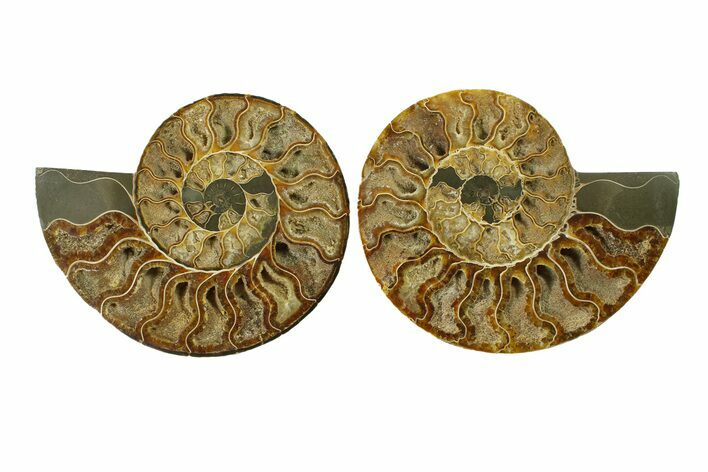 Cut & Polished, Crystal-Filled Ammonite Fossil - Madagascar #287980